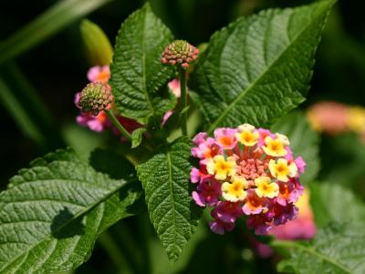 Lantana