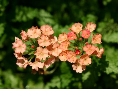 Verbena