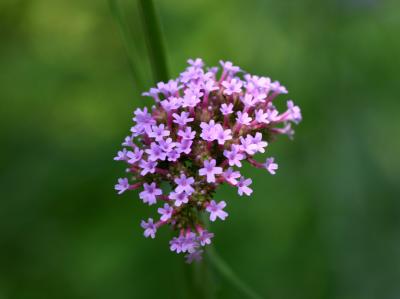 Phlox