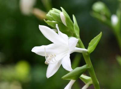 White Hosta Bloom