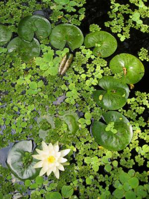 Lily Pond