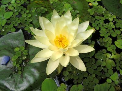Water Lily