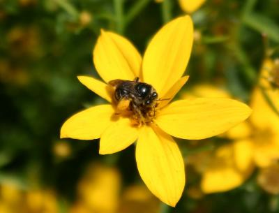 Yellow Aster - Bee Gathering Nectar  Spreading Pollen LPCG