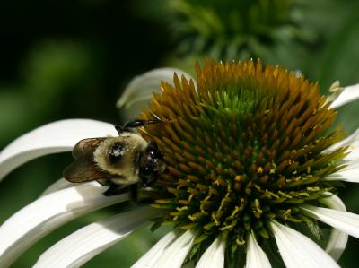 Bee on a White Echinacea