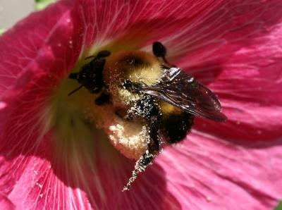 Bee on a Hollyhock