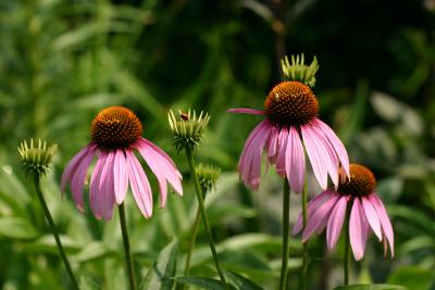 Beetles on Echinacea