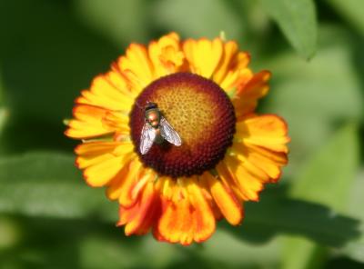 Fly on Sneeze Flower or Helenium
