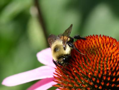 Bee on an Echinacea