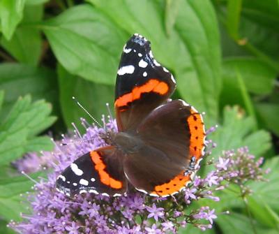 Red Admiral on Lavender Pincushion