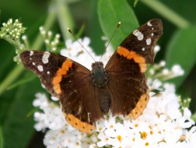 Red Admiral Butterfly on White Buddleja