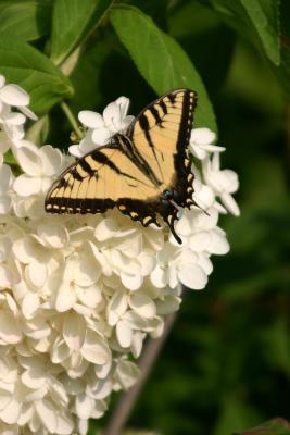 Swallowtail Butterfly on Hydrangea