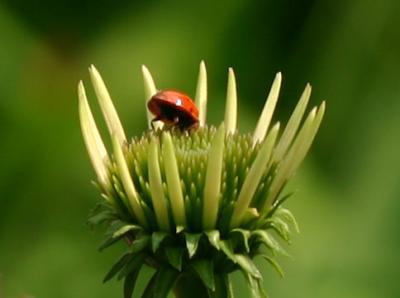 Lady Bug