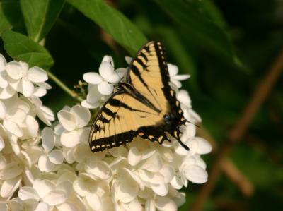 Swallowtail Butterfly on a Hydrangea Bloom LPCG