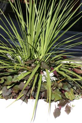 Potted Plant Arrangement