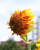 Sunflower with Attitude