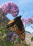 Monarch Butterfly on a Buddleja or Butterfly Bush Blossom