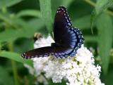 A Blue Red Spotted Purple Butterfly on White Buddleja