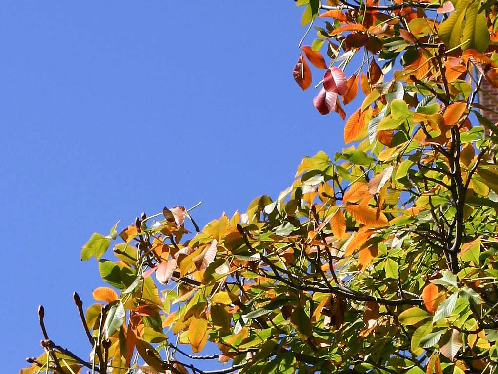 Cherry Tree Foliage