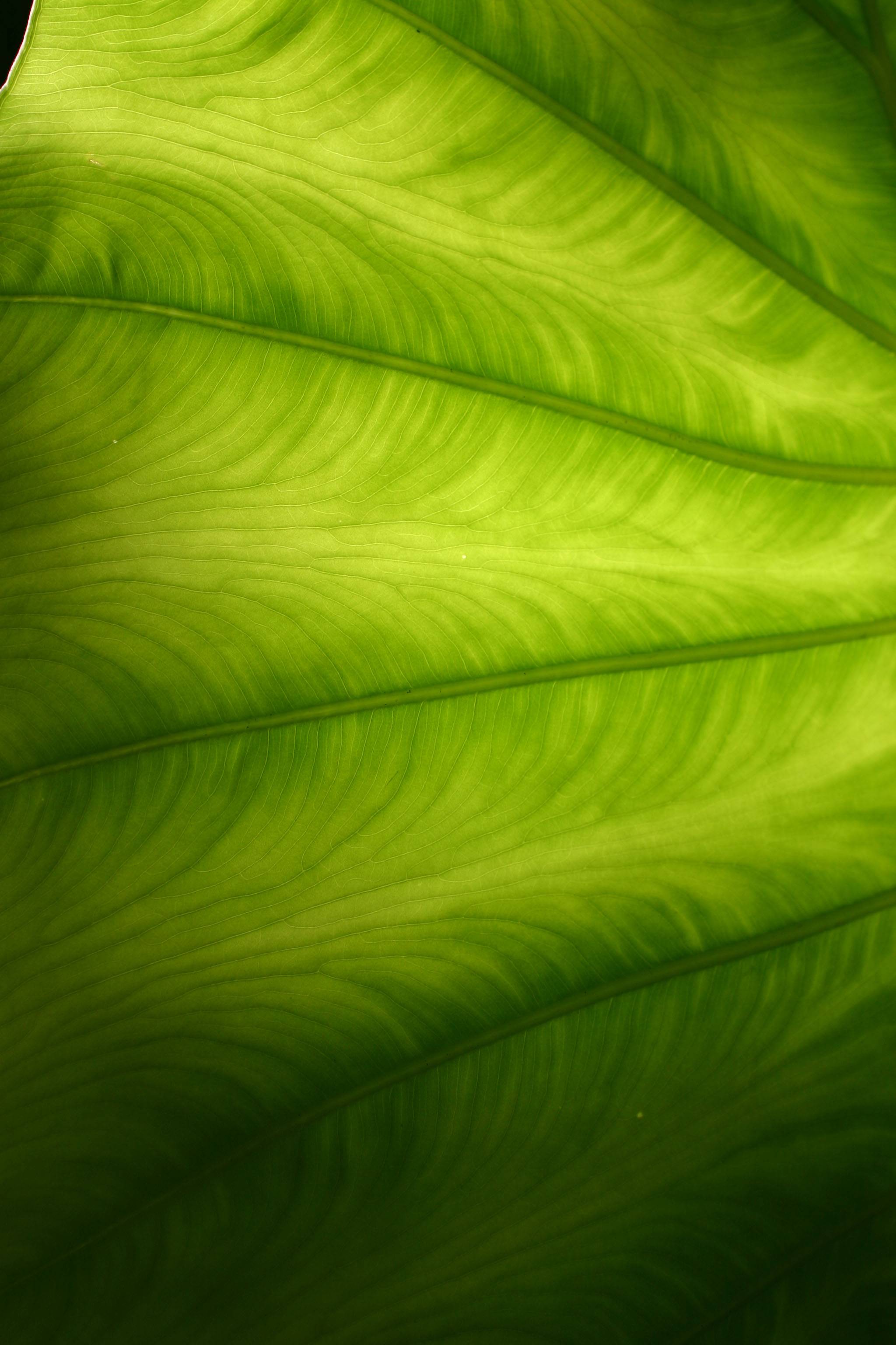 Elephant Ears