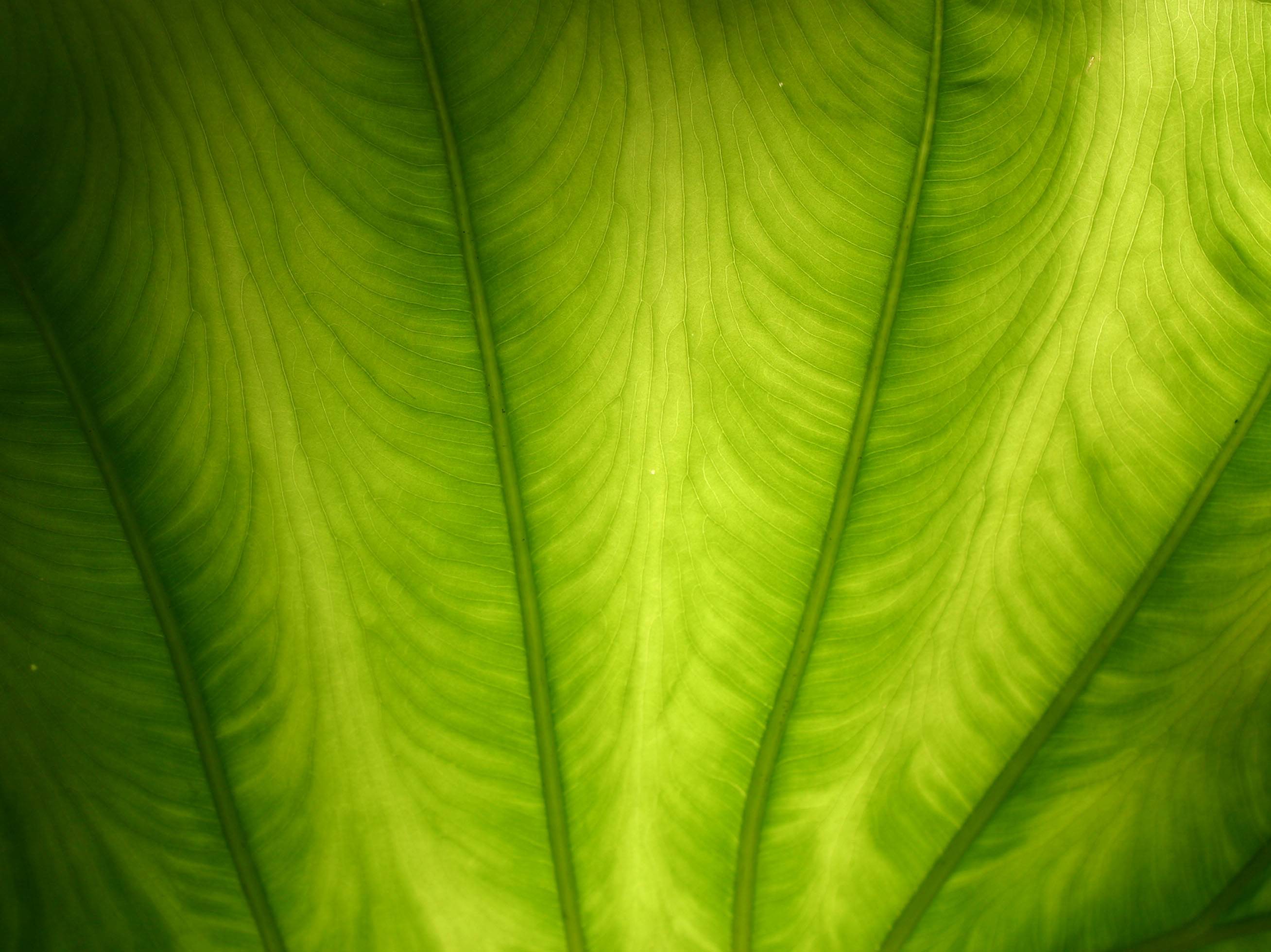 Elephant Ears