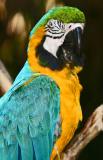 Blue-Gold Macaw