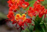 Dwarf Poinciana