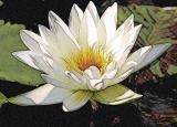  Chalk White Bloom