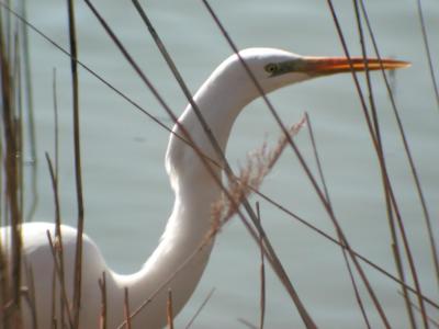 Birds of Italy