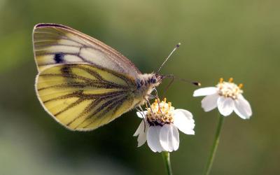 Pieris-napi.jpg