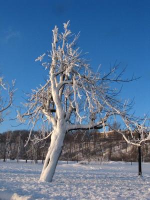 Ice tree Niagara falls