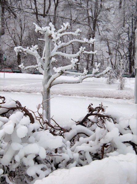 Ice tree Niagra falls