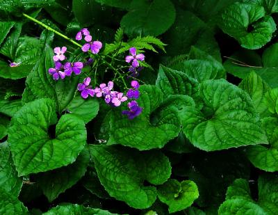 Violet Blossoms on Green Leaves