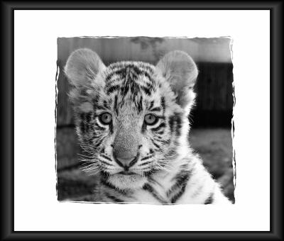 BabyTigerBW.jpg