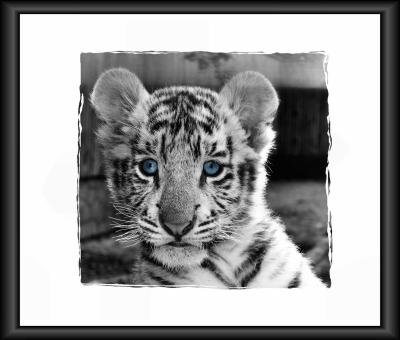 BabyTigerBWBlueEyes.jpg