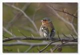 Fringilla coelebs