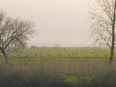 Cranes Field