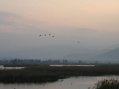 Cranes flight after sunset