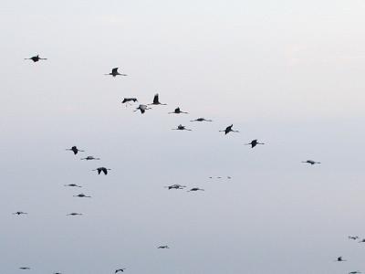 Cranes flight after sunset