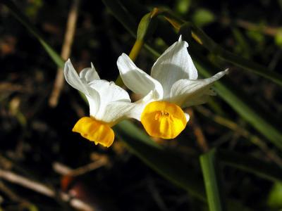 Bunch-Flowered Narcissus