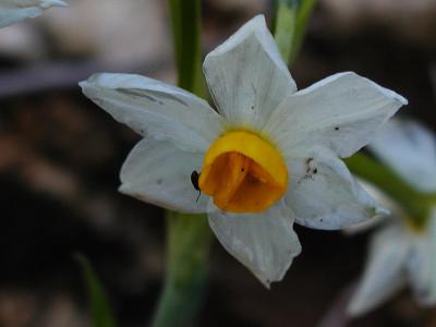 Bunch-Flowered Narcissus