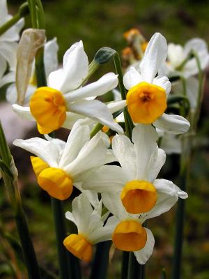 Bunch-Flowered Narcissus