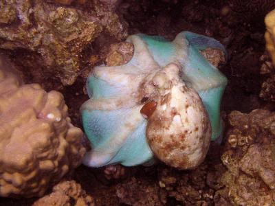 Octopus cyaneus