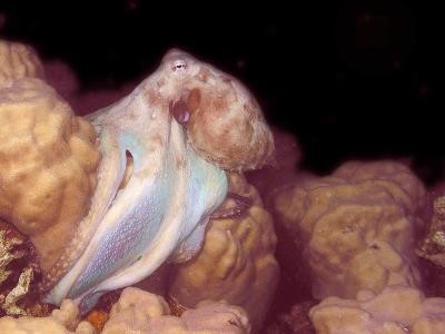 Octopus cyaneus