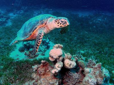 Hawksbill turtle