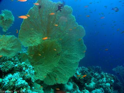 Fan corals at Gabr el bint