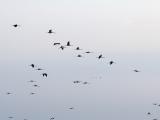 Cranes flight after sunset