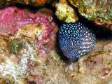 Juvenile Moray Eel