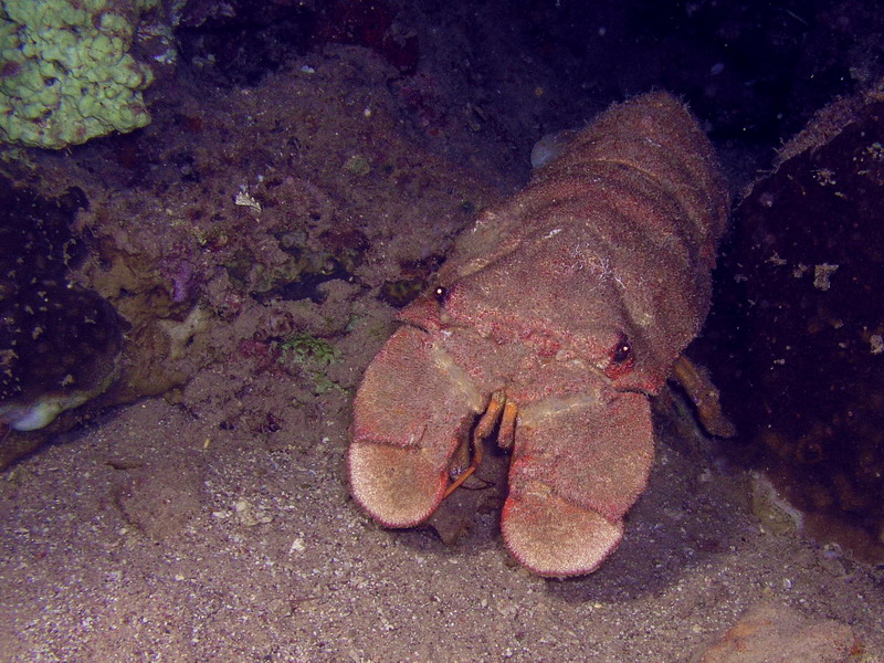 Clam digger