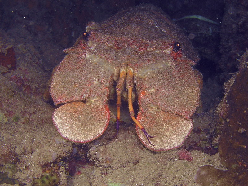 Clam digger