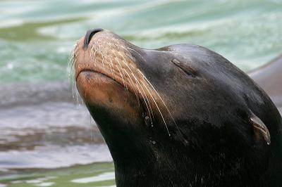Bronx Zoo: Seals